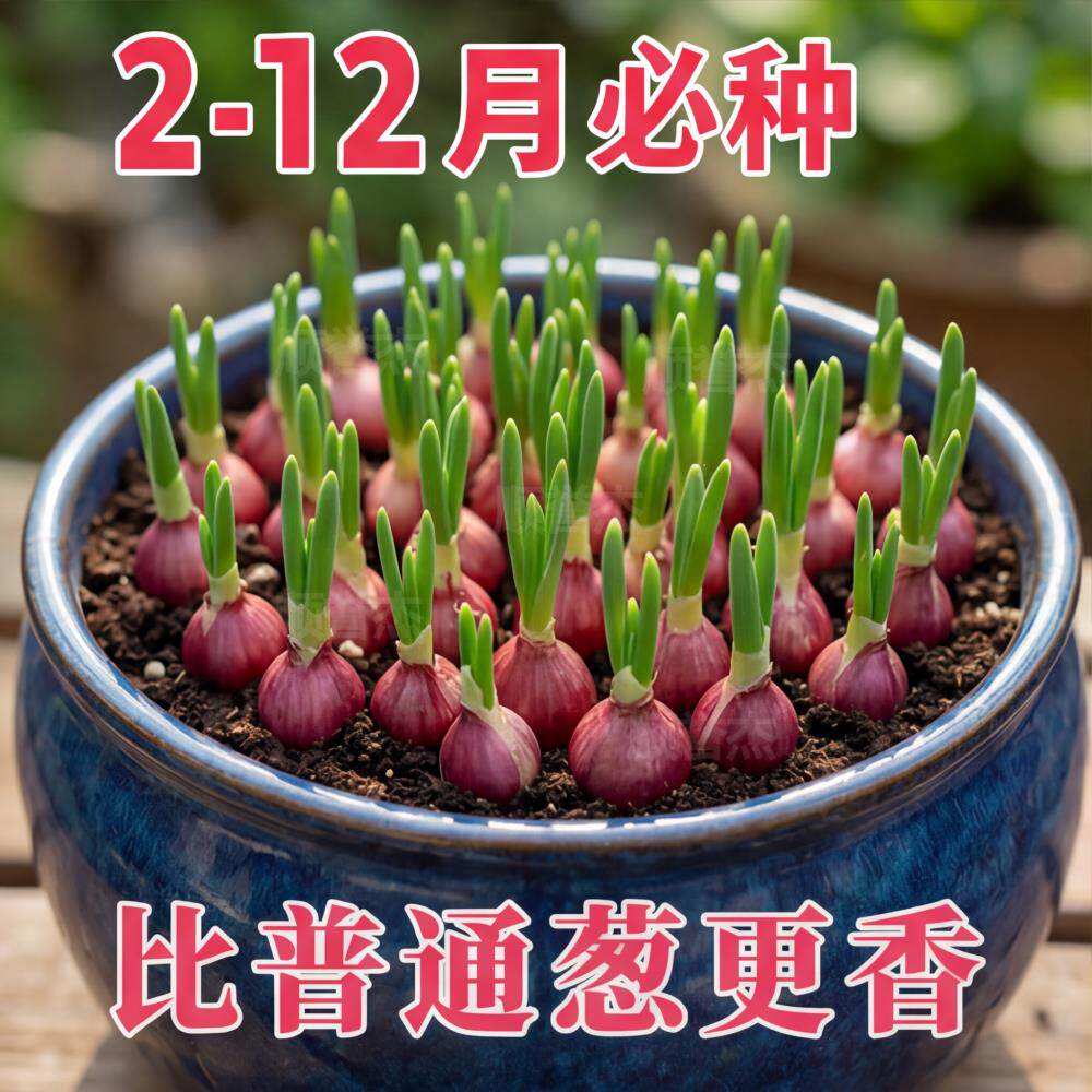红葱头本地火葱四季种植新鲜香葱苗家用调味正宗广东红葱头