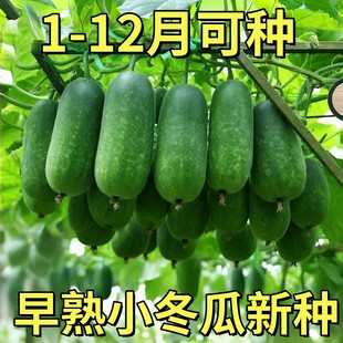 早熟小冬瓜种子毛瓜冬瓜小节超小冬瓜种籽高产类种子大瓜全可盆栽