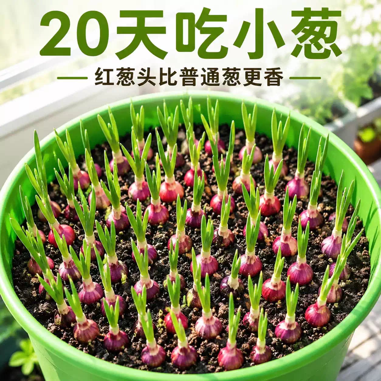 种植专用四川小香葱红葱头带芽盆栽火葱黄葱四季葱苗榨葱油干葱头