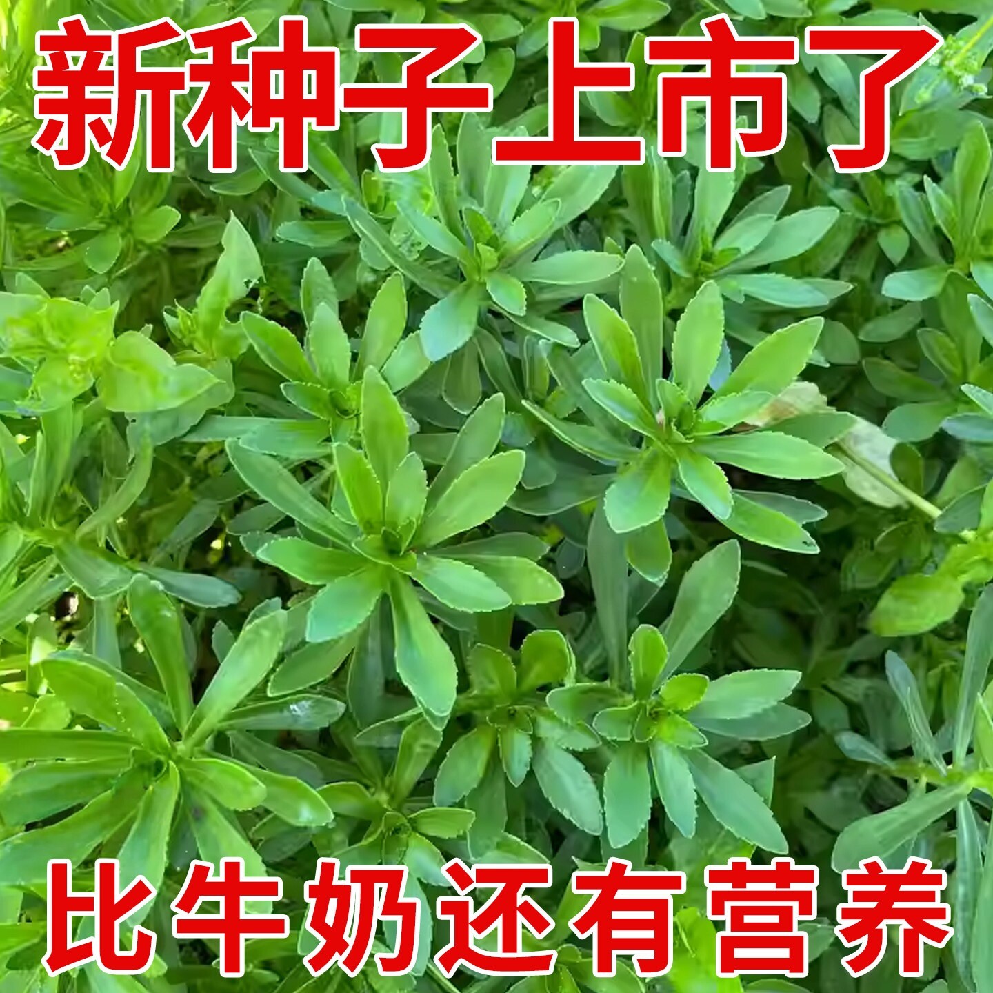 高钙养心菜种子救心菜阳台四季盆栽蔬菜易种高产蔬菜养生菜种籽
