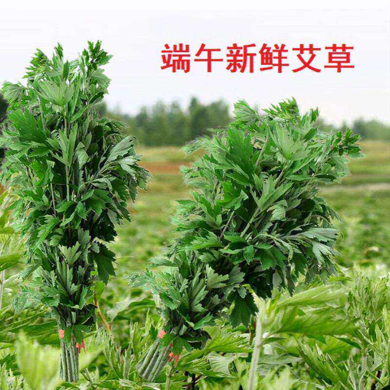 端午节新鲜艾草带杆整颗挂门檐插窗户洗澡泡脚整枝大艾叶菖蒲花束