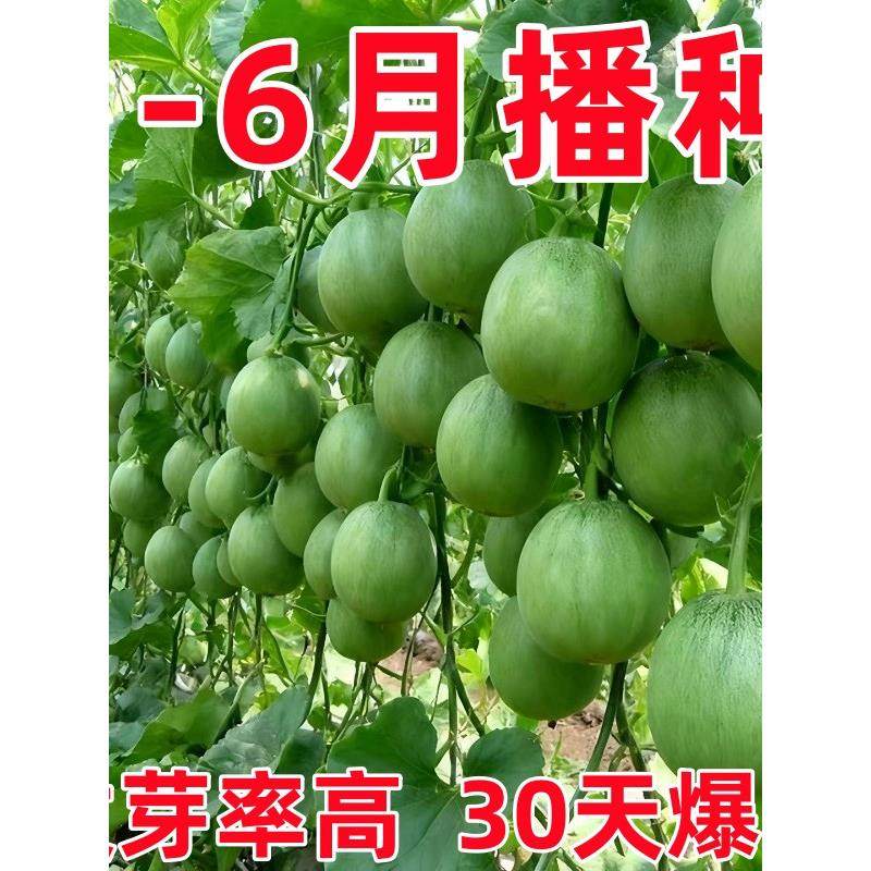 绿宝石甜瓜种子薄皮超甜香瓜种子春夏季脆瓜早熟高产阳台盆栽水果