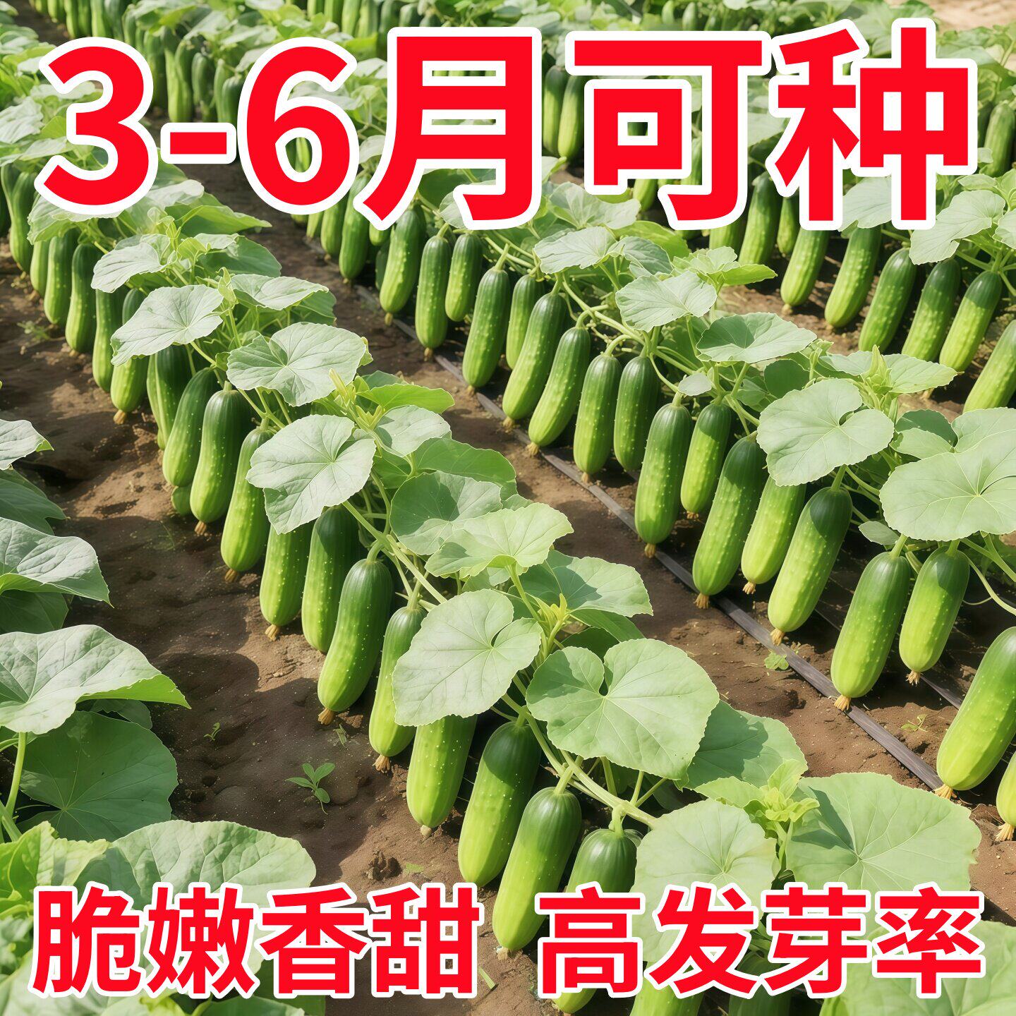 满地爬水果黄瓜种子不搭架四季庭院阳台盆栽春秋黄瓜农家蔬菜种籽