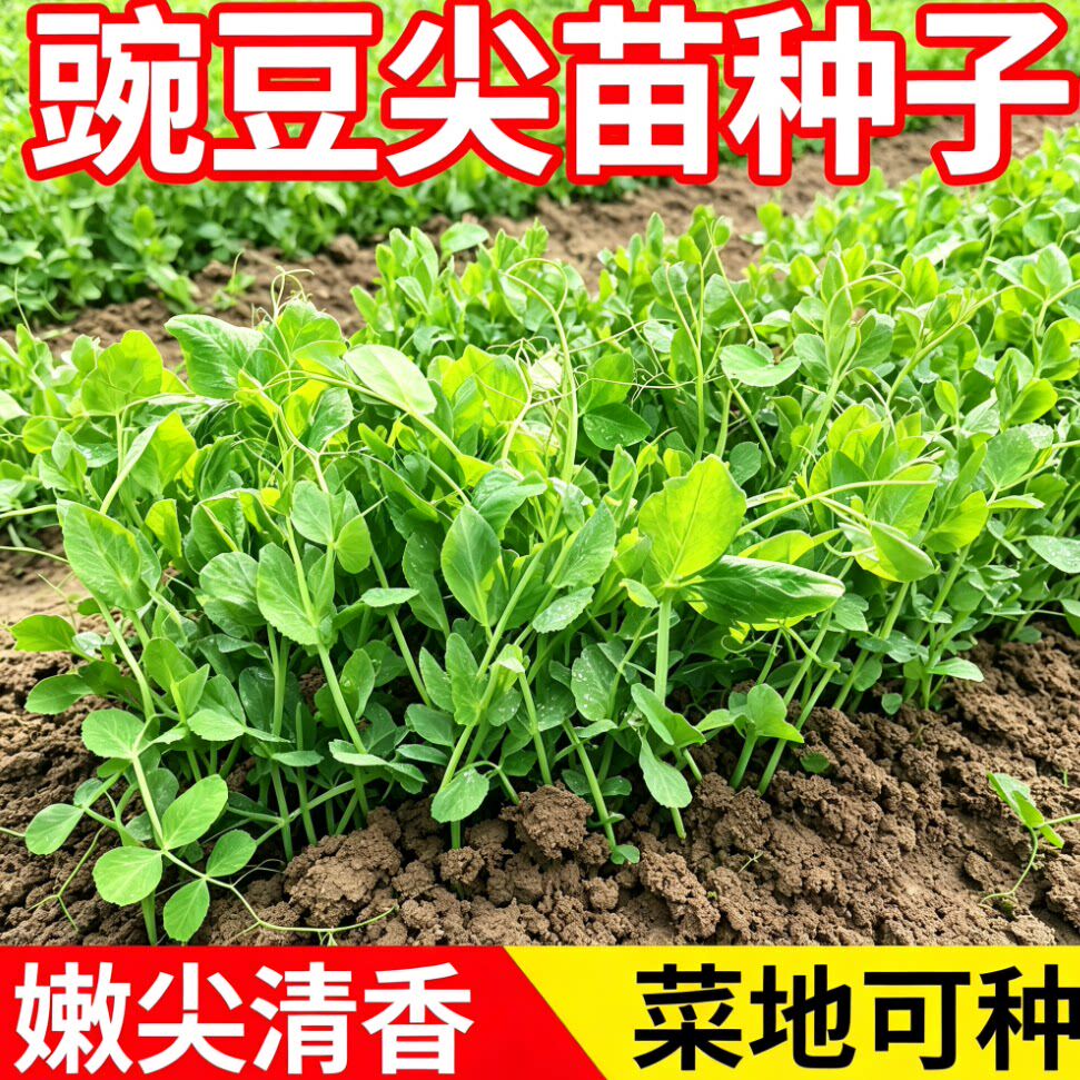 豌豆苗种子无须豌豆尖种籽秋季南方豆苗青菜芽苗菜四季播农家蔬菜