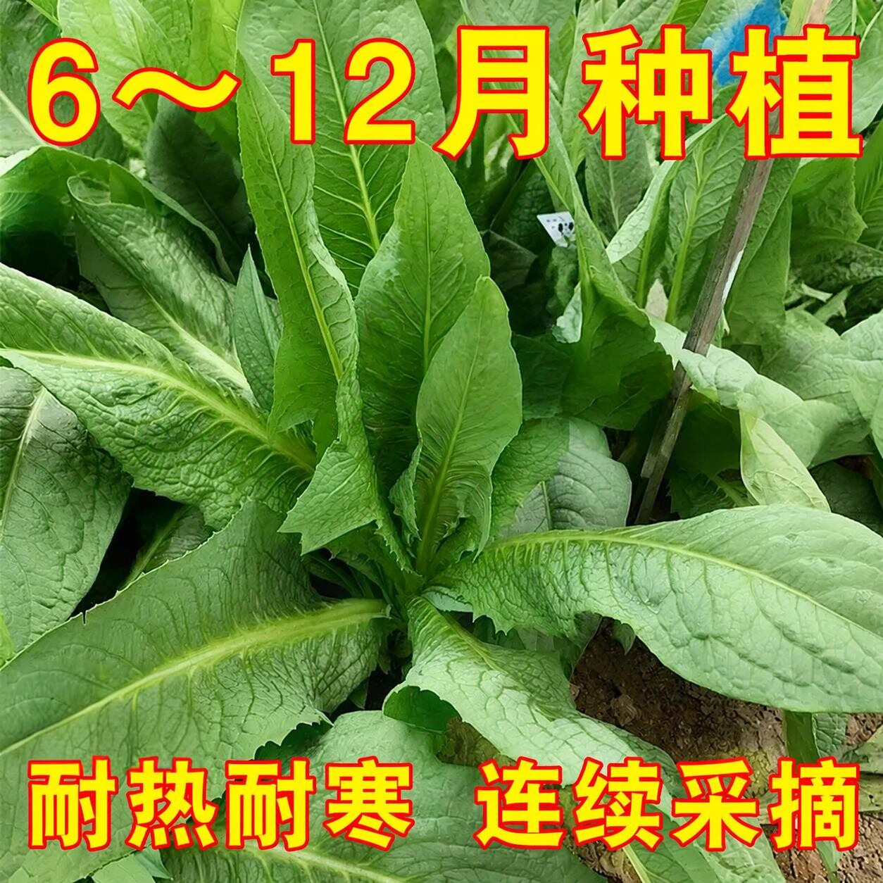 高州唛甜麦菜种子圆叶甜麦菜大宽叶苦麦菜耐热蔬菜种子耐高温青菜