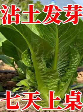 孔雀菜不生虫不打药生吃脆甜高营养直立生菜四季播生菜沙拉菜
