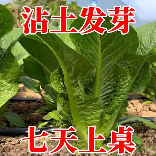 阳台高产孔雀菜脆甜高营养新手种