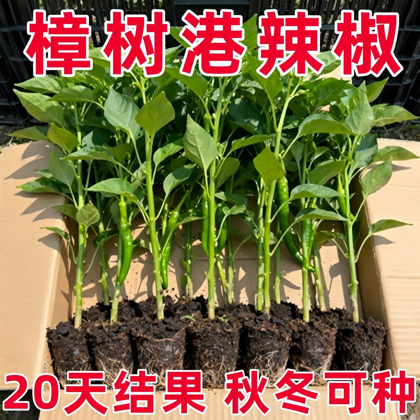 正宗樟树港辣椒苗秧苗湖南辣椒种籽子四季朝天椒辣椒种孑盆栽大全