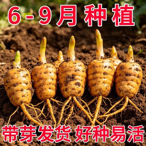 云南昭通小草坝天麻种子天麻种植苗现挖发货种地盆栽新鲜乌天麻苗