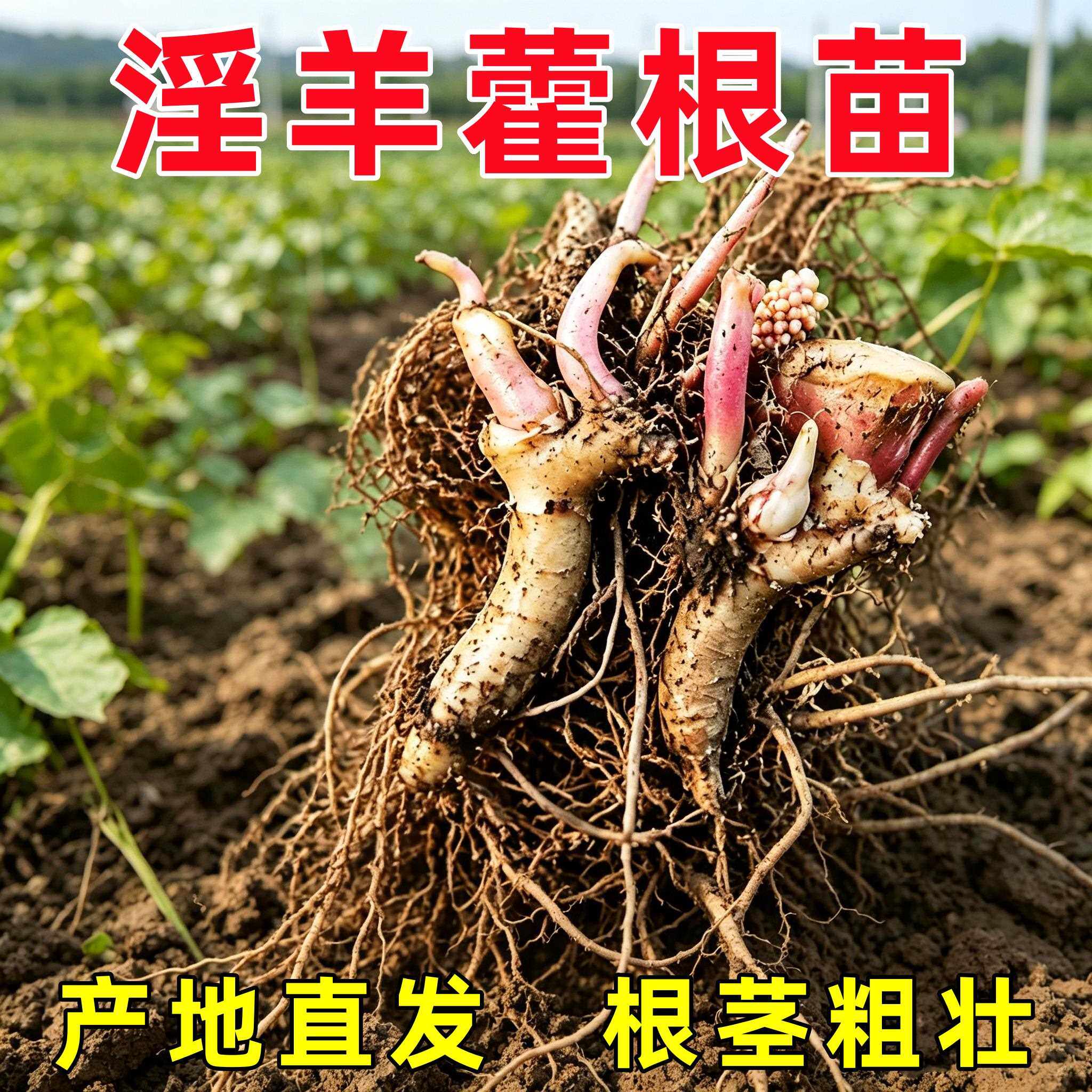 淫羊藿种子秦岭淫羊藿根苗淫羊藿根茎阳合叶仙灵脾三枝九叶草中药