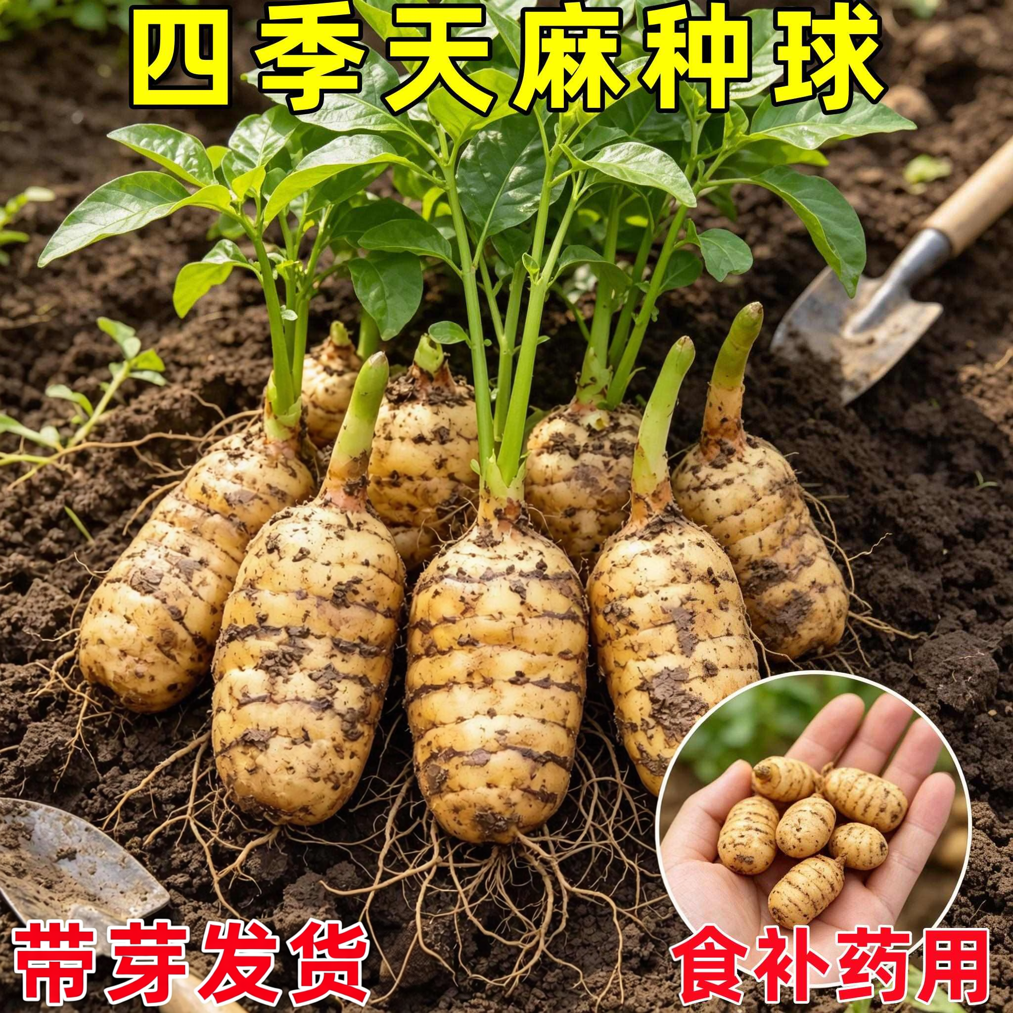 天麻种植苗种子正宗高产天麻花苗0代种新鲜现挖高产室内室外阳台