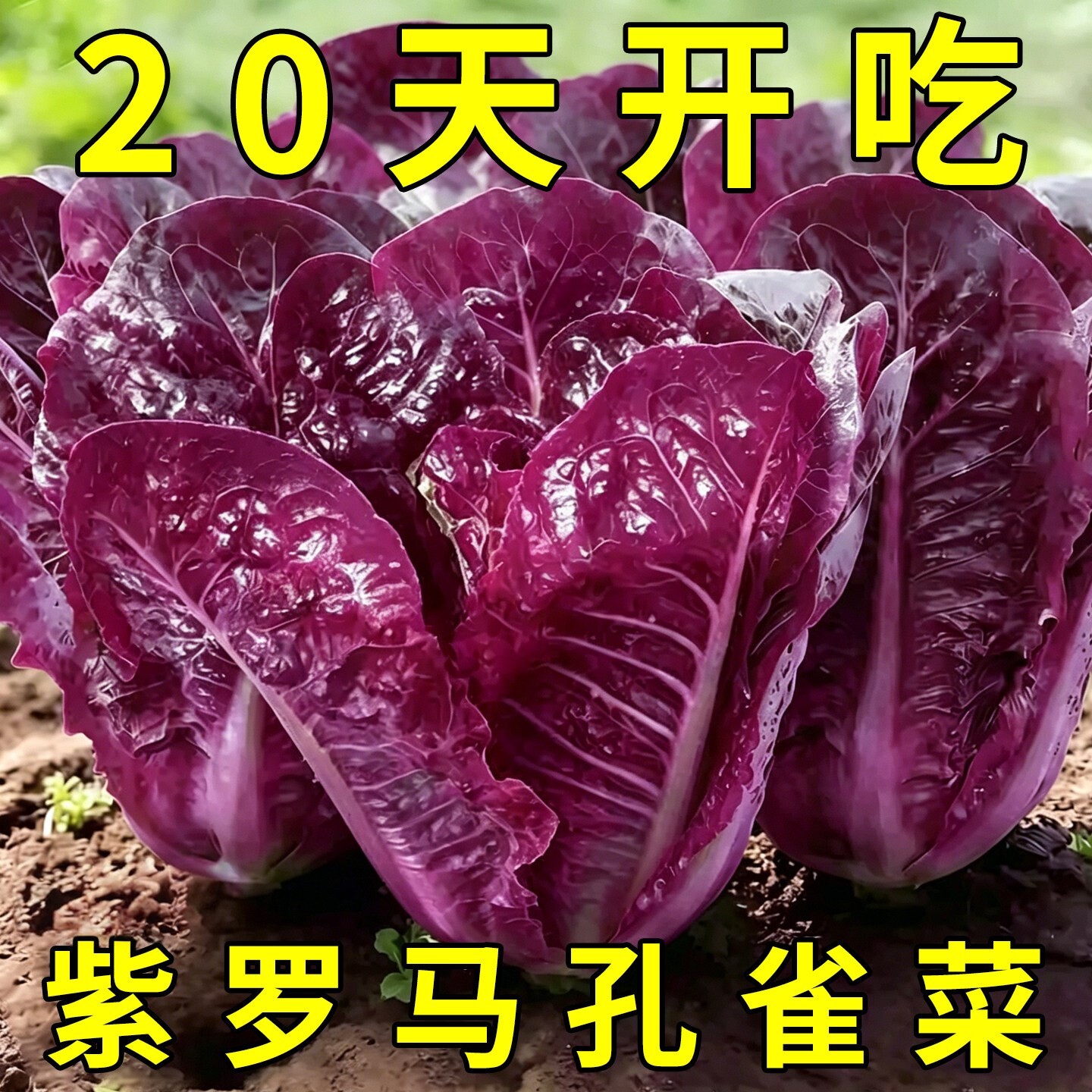 紫孔雀菜种子罗马直立生菜种籽沙拉菜生吃甜脆多汁孔雀菜种子