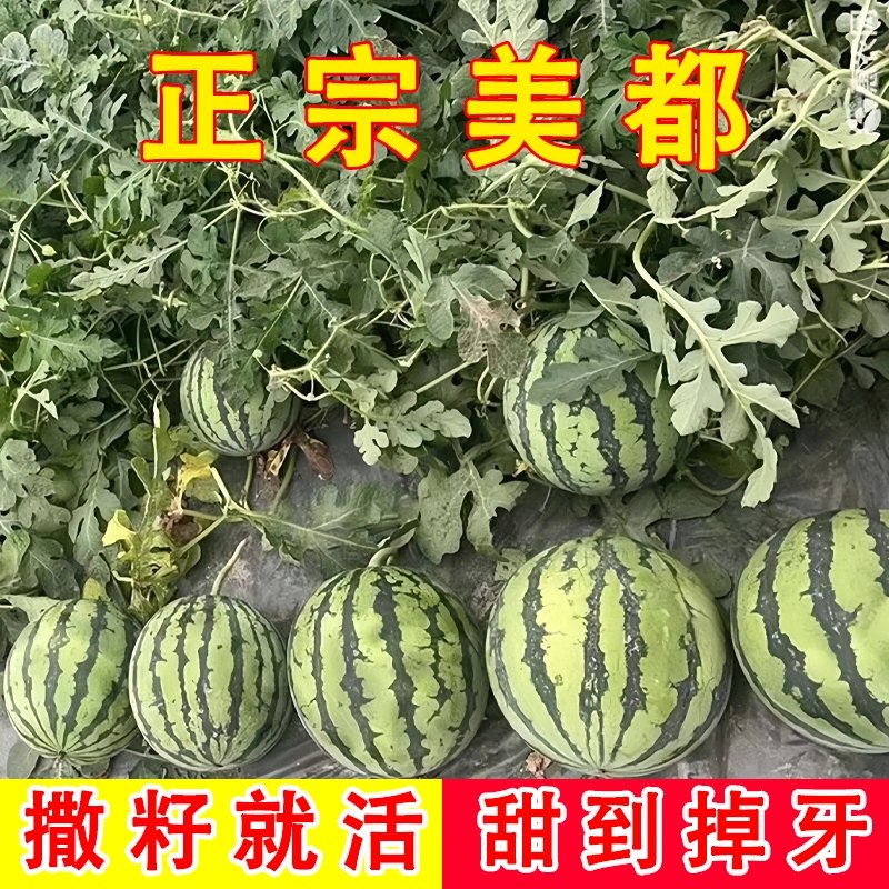 高产无籽美都西瓜种籽四季西瓜8424麒麟懒汉西瓜种子孑大全香瓜甜
