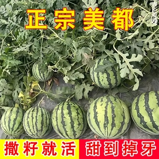 高产无籽美都西瓜种籽四季西瓜8424麒麟懒汉西瓜种子孑大全香瓜甜