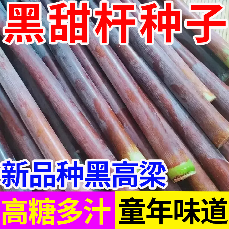 黑皮甜杆种子根根甜糖度高汁水足小菜园种植春夏秋四季播水果种孑