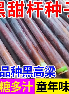 黑皮甜杆种子根根甜糖度高汁水足小菜园种植春夏秋四季播水果种孑