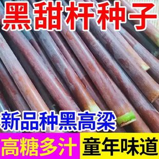 黑皮甜杆种子根根甜糖度高汁水足小菜园种植春夏秋四季播水果种孑