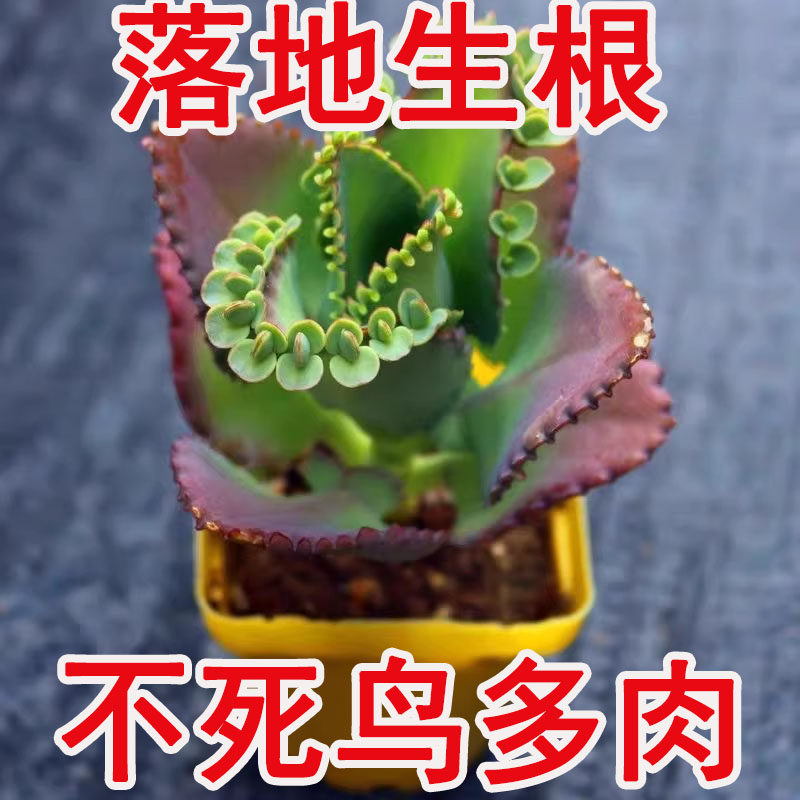 蕾丝公主不死鸟多肉植物非常好养稀有品种绿植桌面盆栽花卉