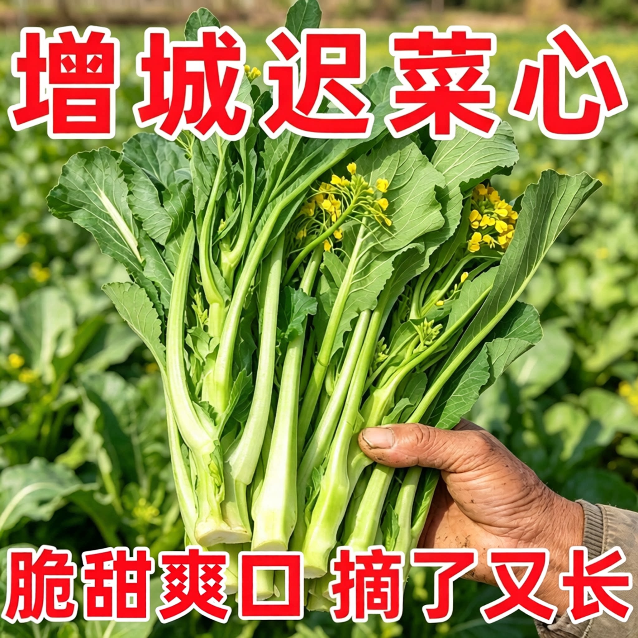 增城迟菜心种子广东甜菜苔油菜心青菜籽耐寒农家大田易成活蔬菜孑