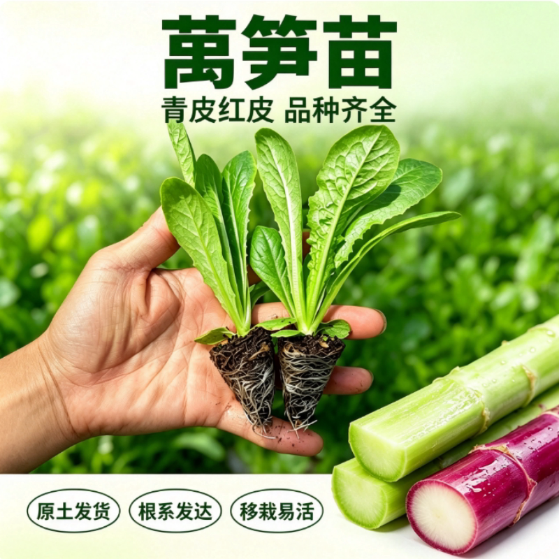 青红莴笋苗秋冬耐寒秧苗芹菜莴苣苗花菜西兰花紫甘兰幼苗阳台盆栽