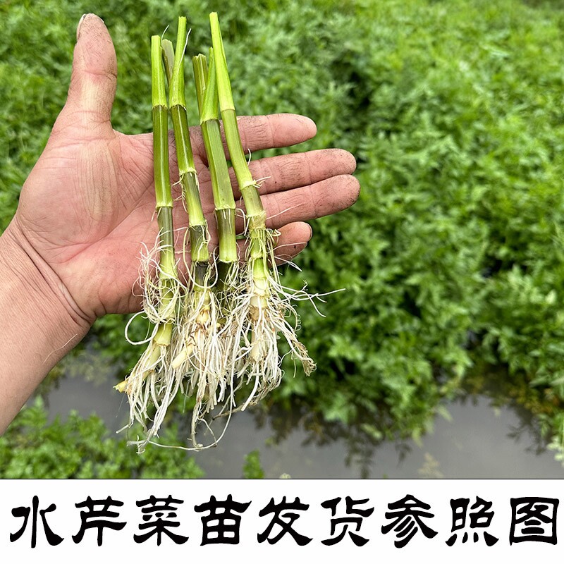 水芹菜苗 野芹菜菜苗 水芹菜种籽 水芹秧菜 新鲜水芹菜