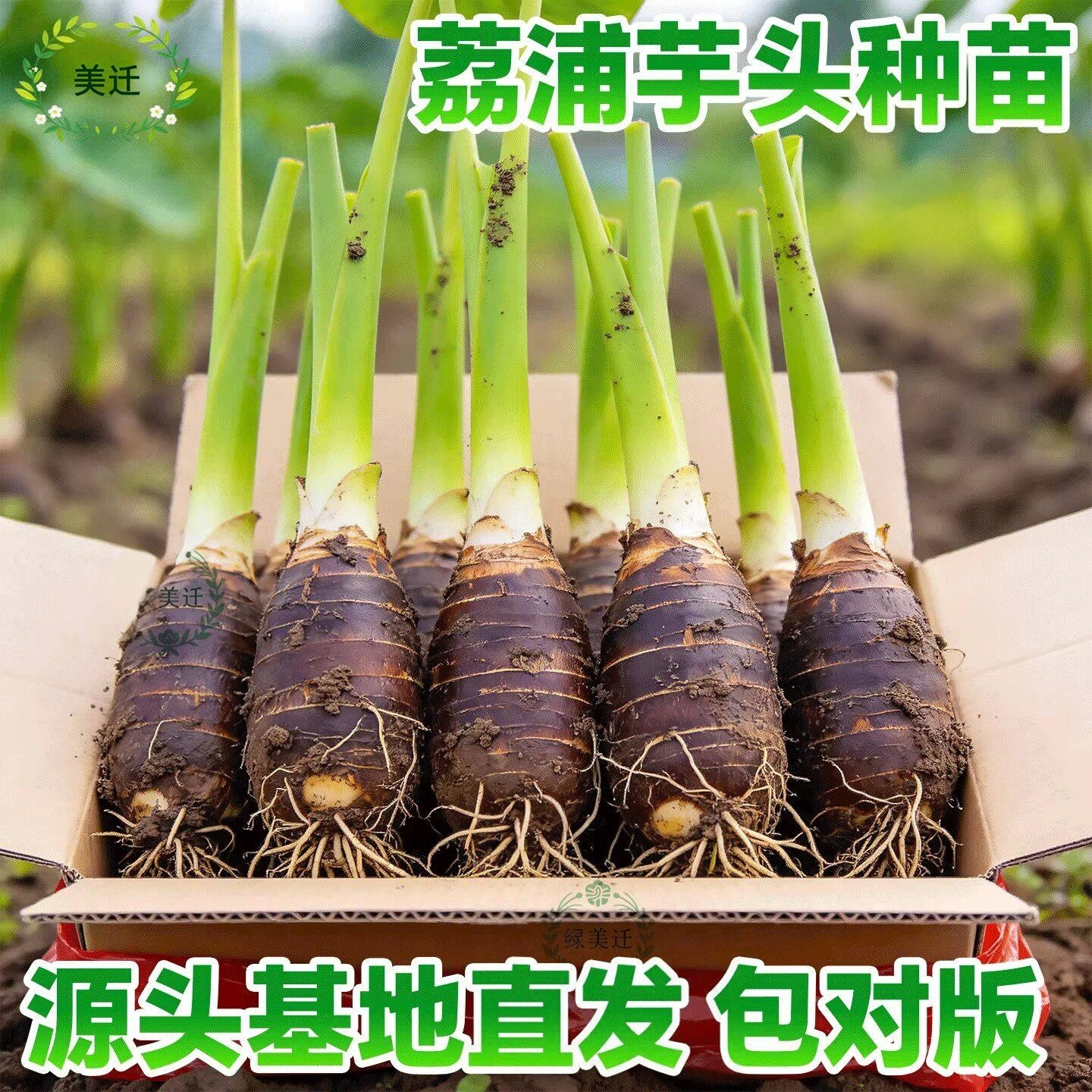 正品易种荔浦芋头正宗大芋头种苗槟榔芋炮弹香芋种子苗大苗苗种苗