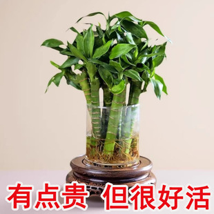 四季 好养文昌竹水养植物盆栽客厅富贵龙竹水培绿植桌面室内迷你粗