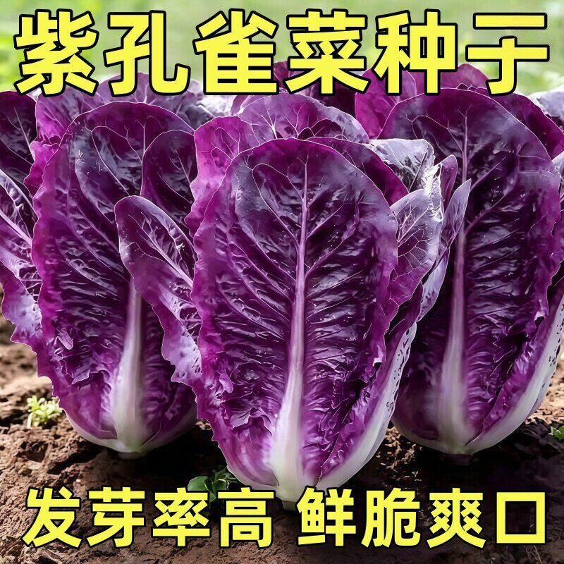 紫孔雀菜种子罗马直立生菜种籽沙拉菜生吃甜脆多汁孔雀菜种子