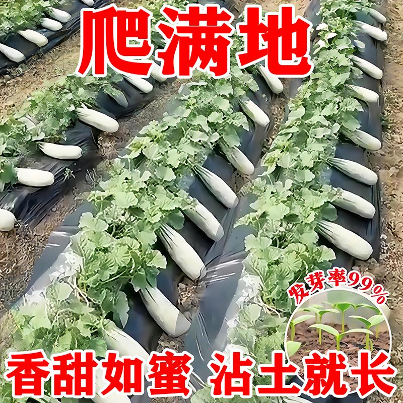 羊角蜜甜瓜种籽羊角酥甜瓜种子香瓜苗密春季四季水果特大种孑大全