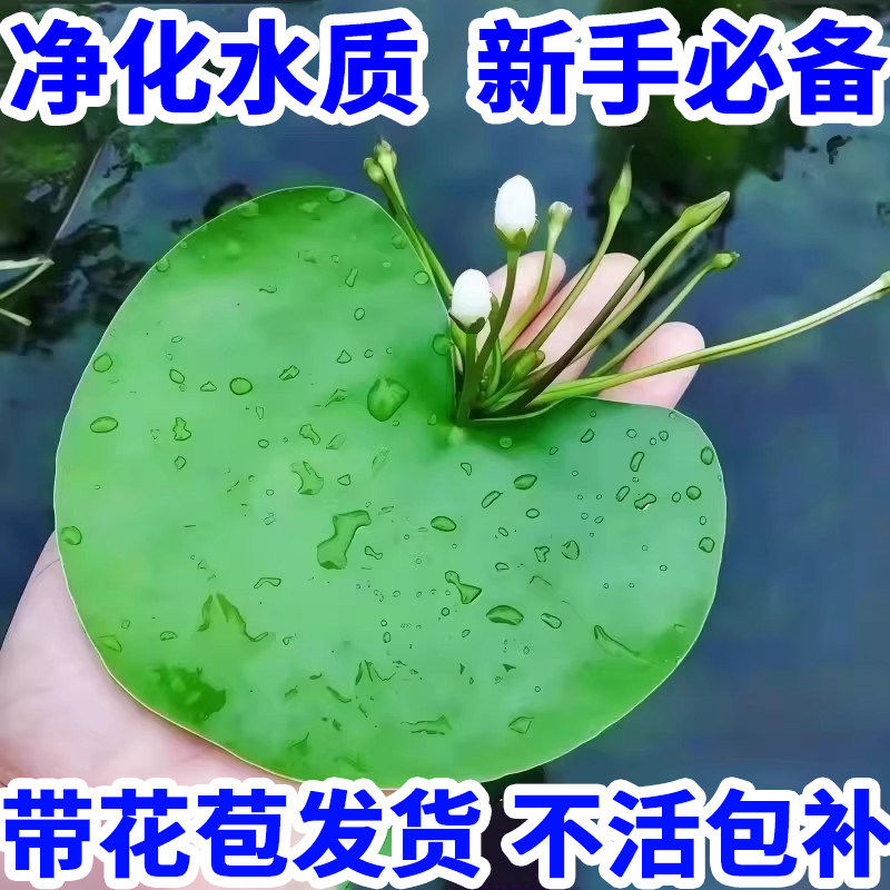 一叶莲无土水生水培植物水生水养鱼池碗莲盆盆栽莲花水养池塘水生,鲜花速递/花卉仿真/绿植园艺,红掌/凤梨/温室花卉,淘宝优惠券,粉丝福利购,淘宝优惠卷