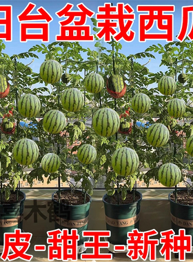 盆栽西瓜种子无籽蜂蜜小西瓜种子高产水果种子阳台庭院四季播种籽