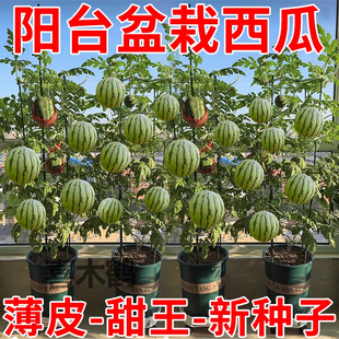 盆栽西瓜种子无籽蜂蜜小西瓜种子高产水果种子阳台庭院四季播种籽