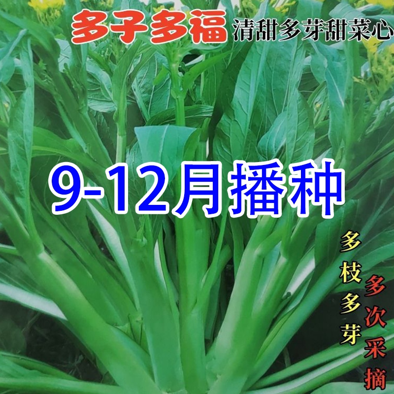 多子多福甜菜心种子特甜脆菜苔早熟白菜苔多芽种子四季蔬菜种籽