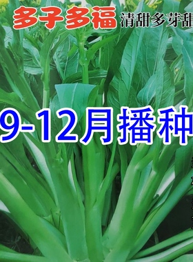 多子多福甜菜心种子特甜脆菜苔早熟白菜苔多芽种子四季蔬菜种籽