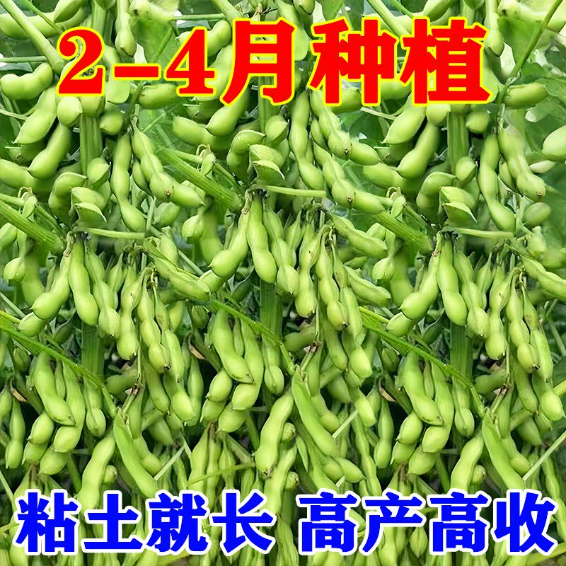 农科院毛豆种子矮杆大荚菜毛豆早熟毛豆高产青豆种子原装蔬菜种子