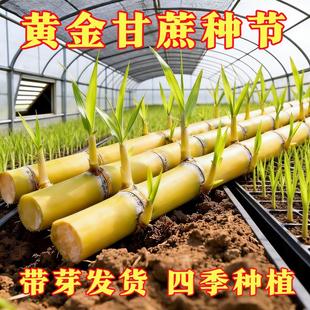 广西黑皮黄皮黄金水果甘蔗薄皮种植种苗高产新鲜正宗南北种子可种