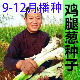 老品种鸡腿葱种子长白鸡腿大头葱四季高产易活阳台蔬菜种籽