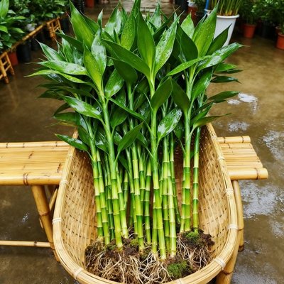 富贵竹水培植物粗杆节节高好养易活观音竹室内绿植客厅招财转运竹