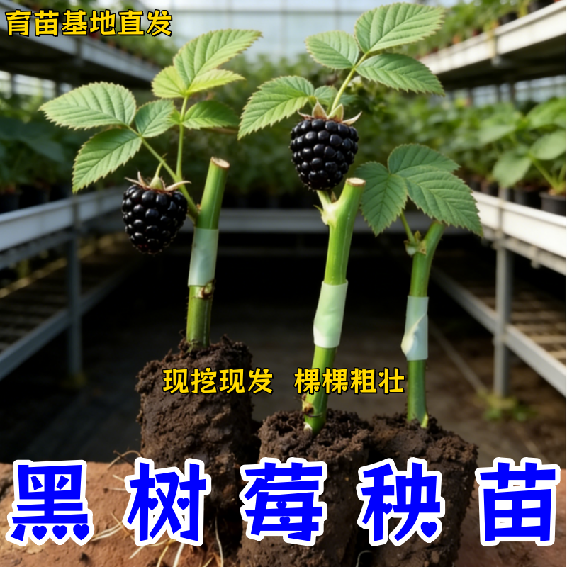 优质黑树莓苗基地直发阳台盆栽庭院四季种植刺泡覆盆子果树苗秧苗