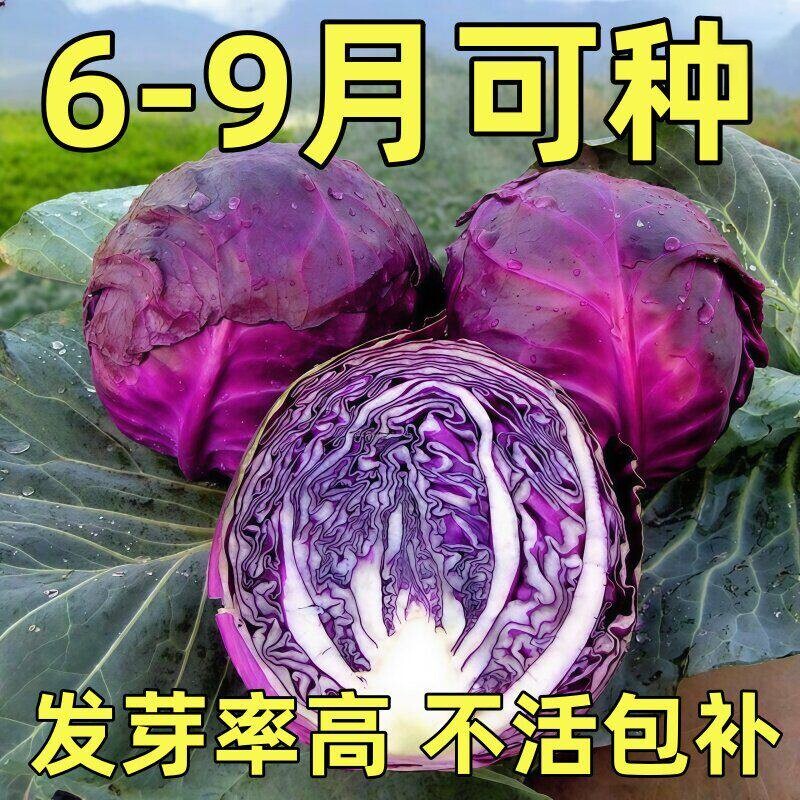 紫甘蓝种子紫色包菜种籽卷心菜大头菜洋白菜特色蔬菜种子四季紫云