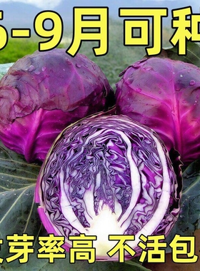 紫甘蓝种子紫色包菜种籽卷心菜大头菜洋白菜特色蔬菜种子四季紫云
