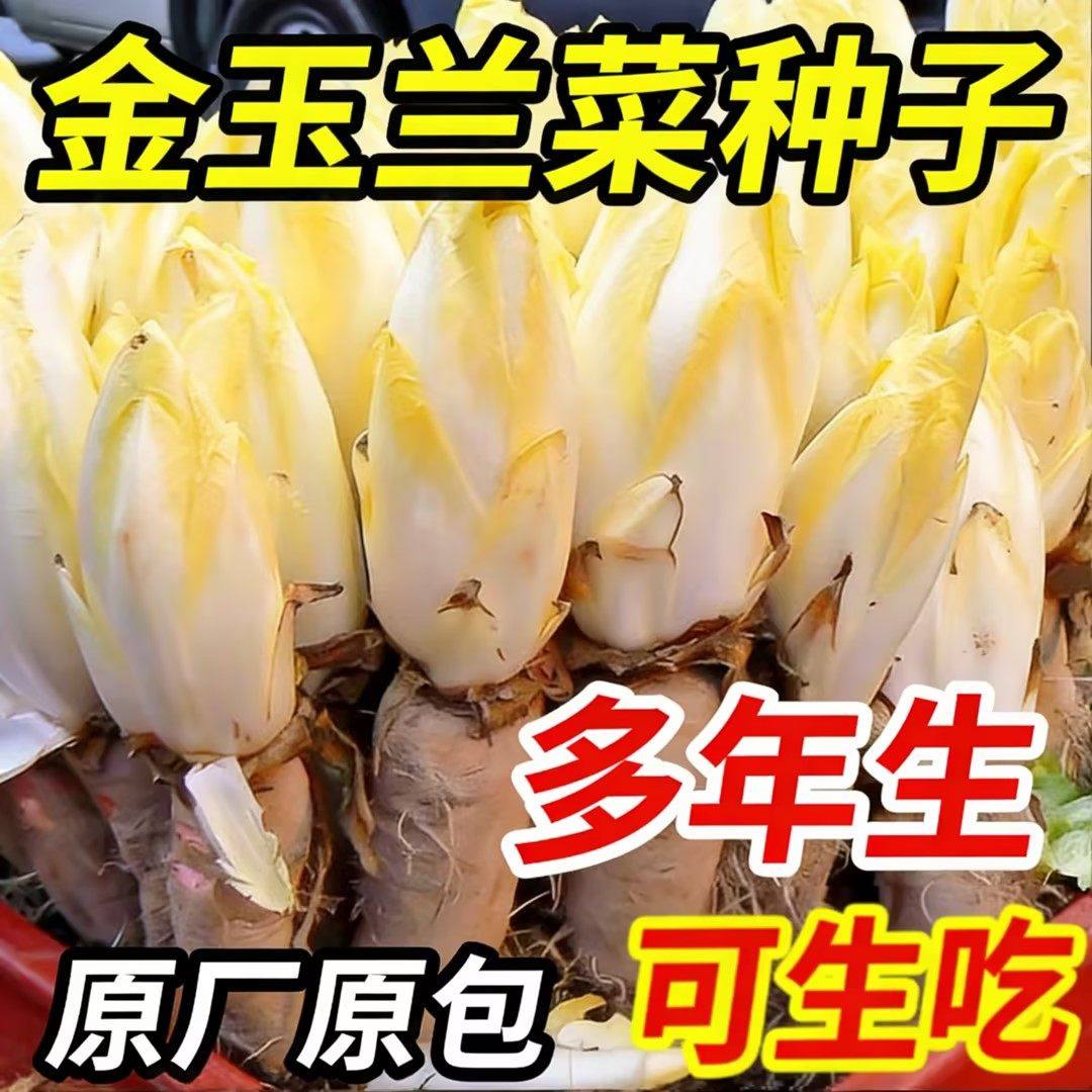 金玉兰菜菊苣老根苗四季好养盆栽花卉室内阳台南北方易活蔬菜种子,鲜花速递/花卉仿真/绿植园艺,红掌/凤梨/温室花卉,淘宝优惠券,粉丝福利购,淘宝优惠卷