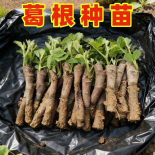 无渣粉葛根苗高产葛根苗扦插种藤秧苗农家葛藤苗新鲜粉葛种苗