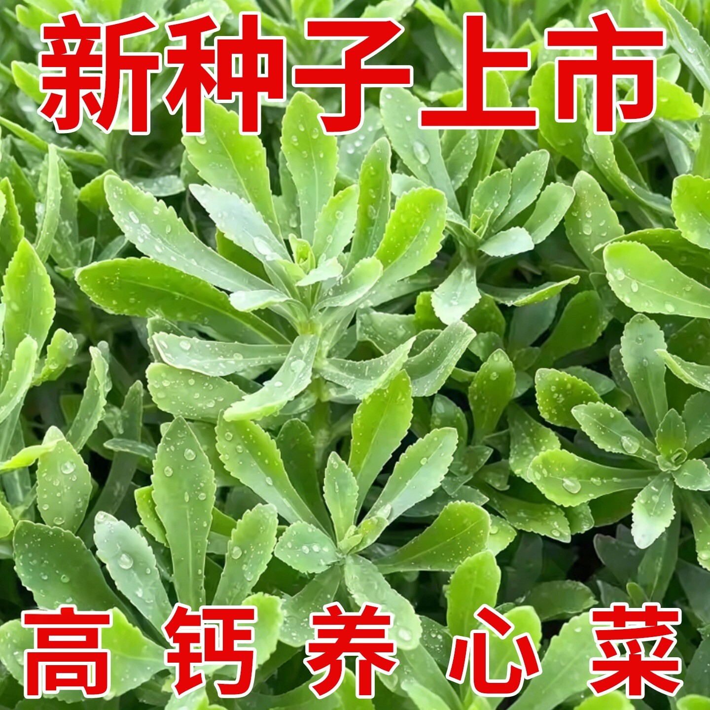 养心菜根苗种籽高钙救心菜苗四季蔬菜苗秧盆栽家庭阳台草费菜子孑