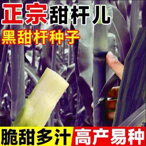 可越冬【黑皮冰糖甜杆】正宗根根甜糖度高汁水足菜园种植水果种子