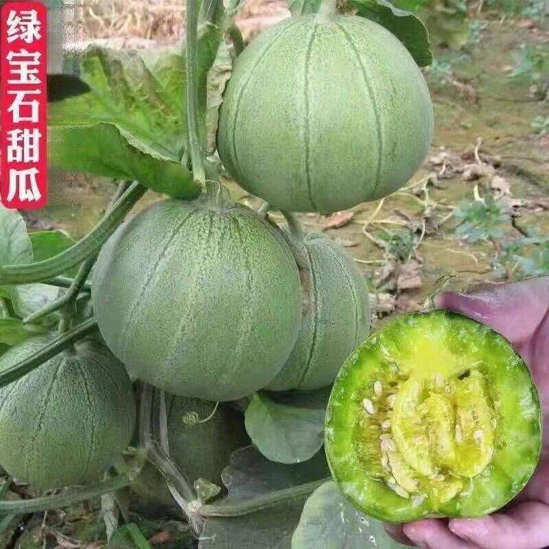 绿宝石甜瓜种子薄皮甜香瓜种子春季绿皮四季脆瓜早熟香瓜蔬菜种子