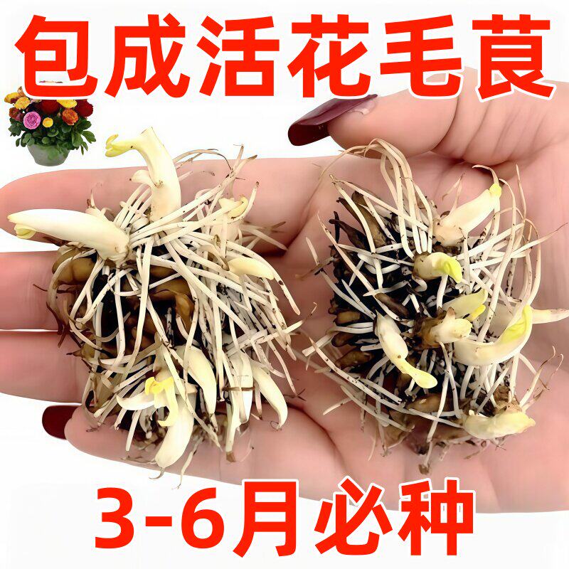 进口花毛茛洋牡丹盆栽重瓣种球根花苗种子室内外多季开花植物花卉