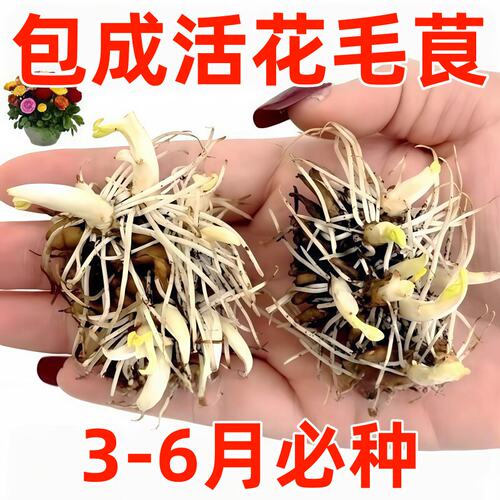 进口花毛茛洋牡丹盆栽重瓣种球根花苗种子室内外多季开花植物花卉
