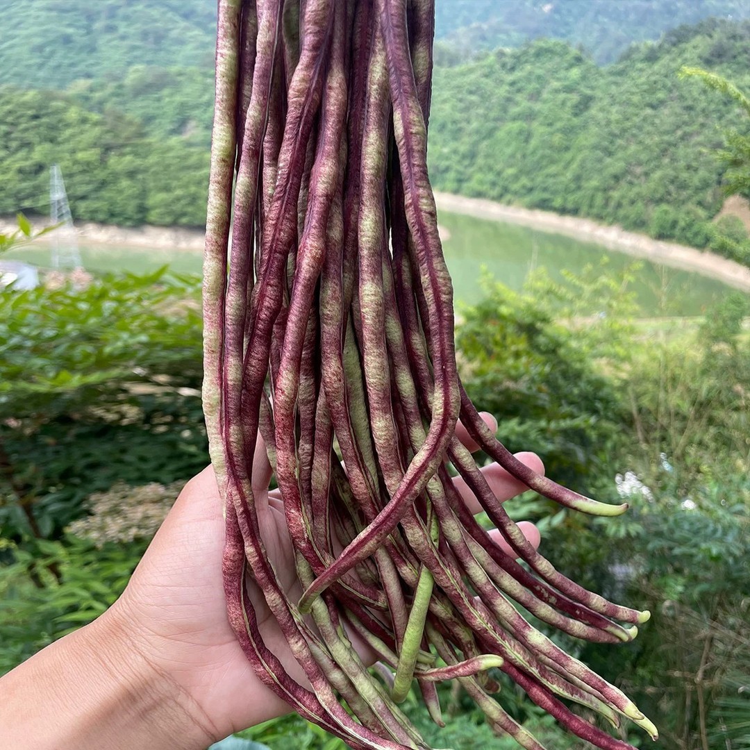 【今年新种】花豹山豆角豇豆四季豆盘龙无筋长豇豆角长款搭架秋季