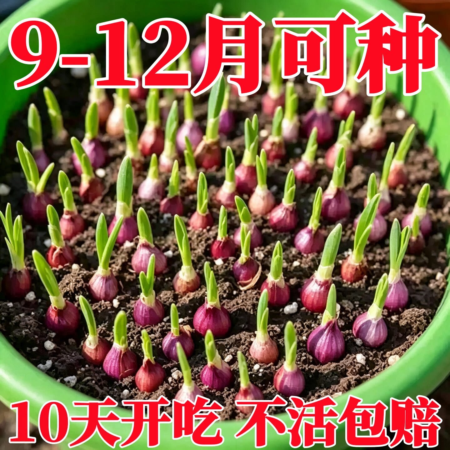 正宗红葱头种子香葱头广东农家干葱头火葱头小葱头四季小香葱种子